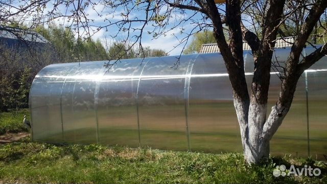 Сорт яблони вильямс прайд описание сорта Сорт яблони вильямс прайд описание сорта