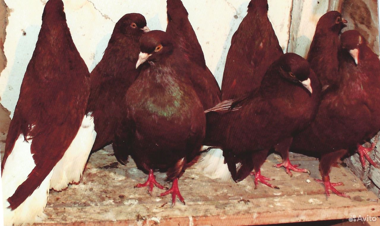 Голуби турецкая такла. Сирийская тракия голуби. Голуби венгры красные. Бойные голуби бакинцы чубатые. Голуби бойные высоколетные.