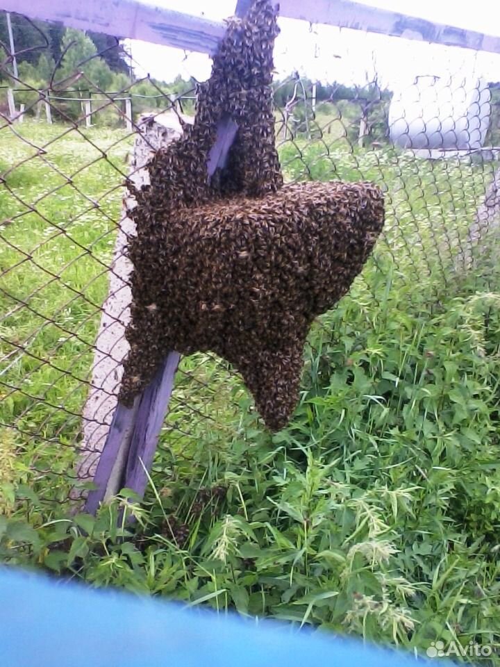 Рои пчел купить на Зозу.ру - фотография № 1