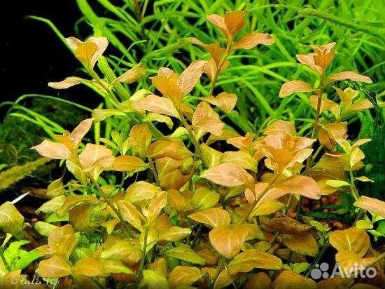 Растения для вашего аквариума купить на Зозу.ру - фотография № 1