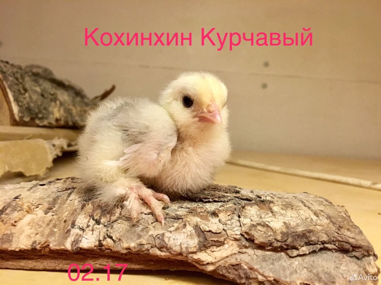 Индюшата и цыплята,Руанский селезень купить на Зозу.ру - фотография № 3