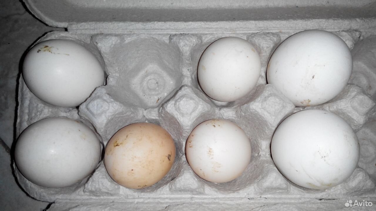 Купить инкубационное яйцо в воронежской области. Авито инкубационное яйцо. Штамп на инкубационном яйце Словакия. Авито Пензенская область инкубационное яйцо. Авито Оренбургская область инкубационное яйцо.
