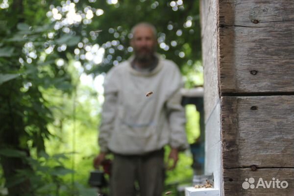 Рой пчёл среднерусской породы купить на Зозу.ру - фотография № 4