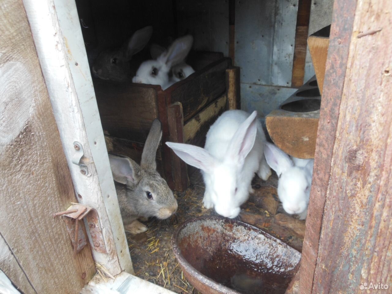 Кролики 3 месяца купить на Зозу.ру - фотография № 3