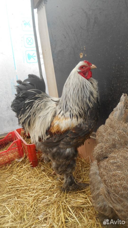 Инкуб. яйцо, цыплята Брама, Маран, Амрокс купить на Зозу.ру - фотография № 2