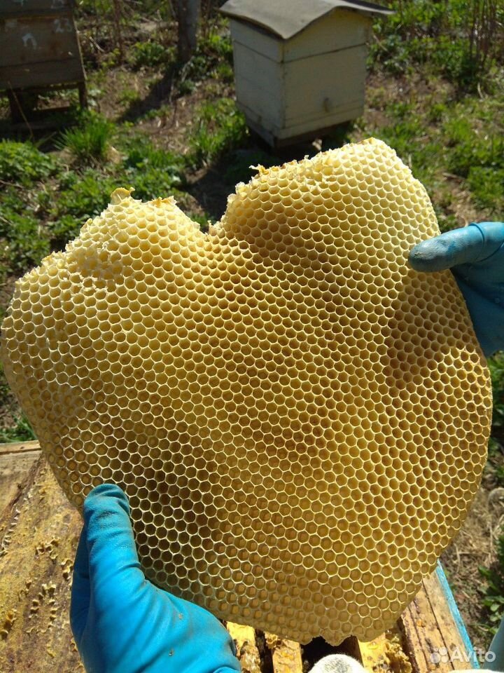 Продам семьи пчёл с ульями и рамами купить на Зозу.ру - фотография № 4