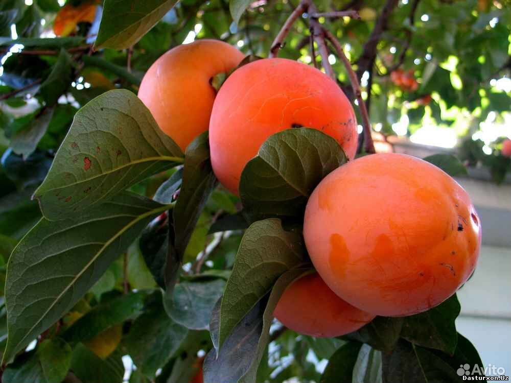 Саженцы плодово-ягодных культур из питомника купить на Зозу.ру - фотография № 8