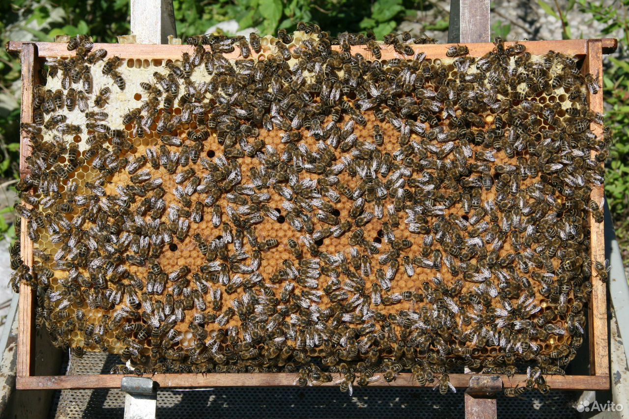 Пчело семеи купить на Зозу.ру - фотография № 1