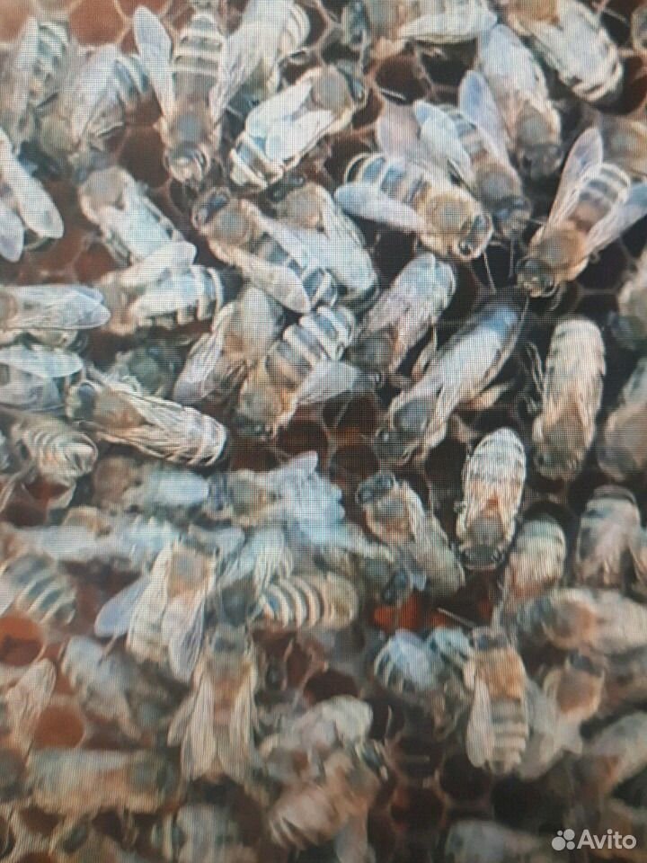 Продаю пчелосемьи "Карпатка" купить на Зозу.ру - фотография № 1