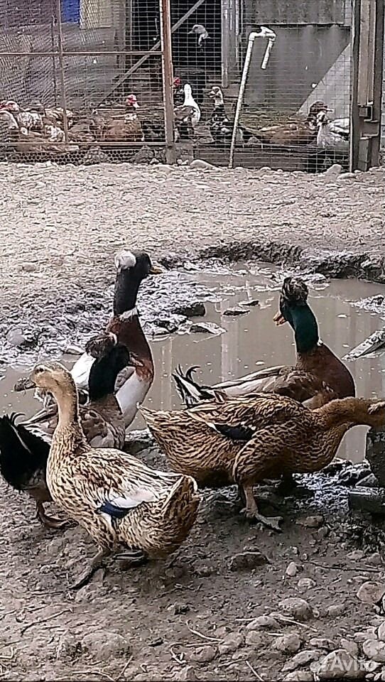 Хохлатые башкирские утки купить на Зозу.ру - фотография № 8