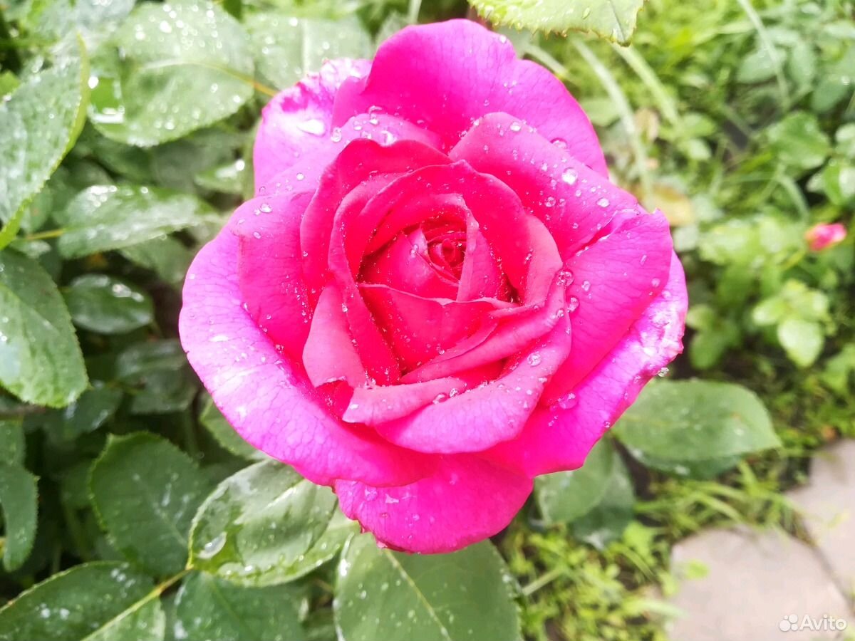 Розы под срез С куста купить на Зозу.ру - фотография № 4