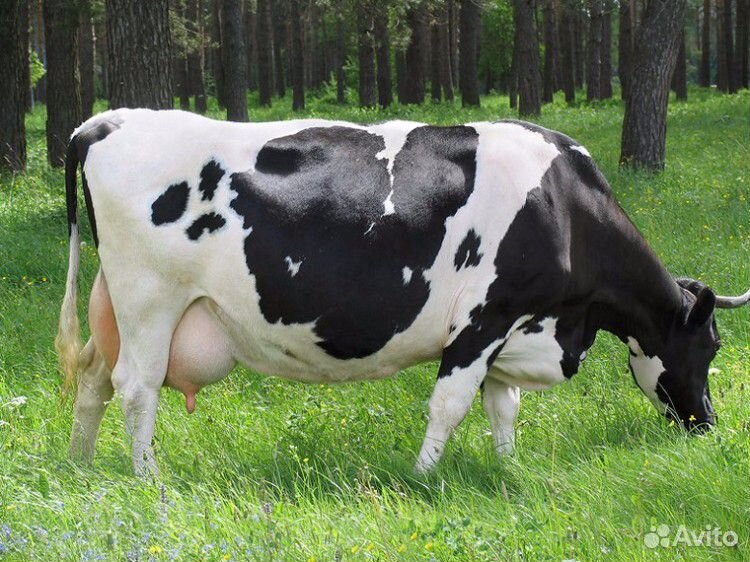 Продам молочных коров купить на Зозу.ру - фотография № 1