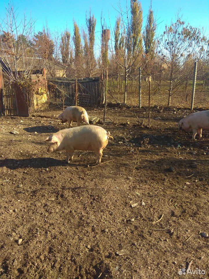 Свиньи купить на Зозу.ру - фотография № 5