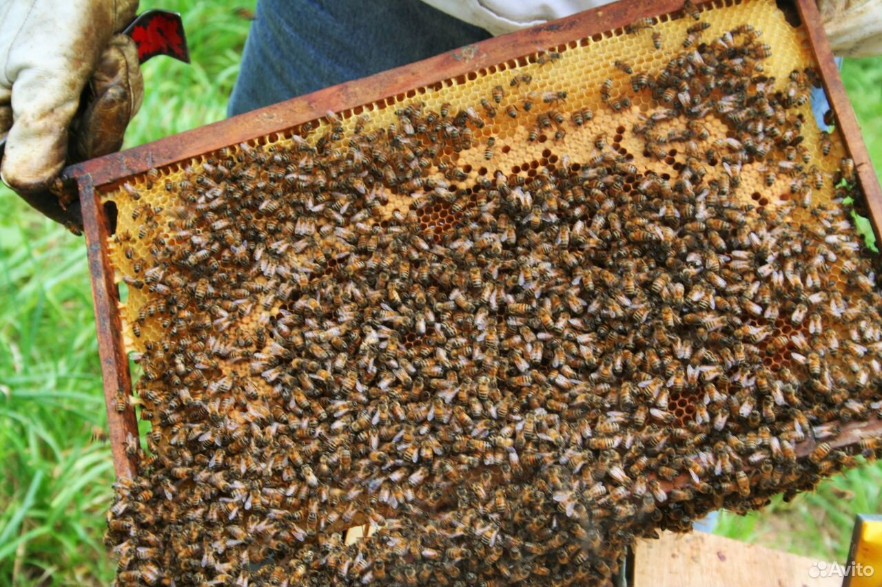Пчелиная семья. Пчелопакеты 2022. Улей для пчел. Рой пчел.