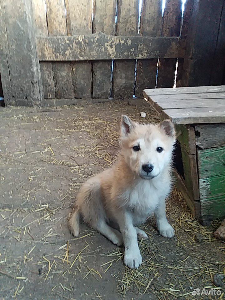 Продам щенков западно-сибирской лайки купить на Зозу.ру - фотография № 4