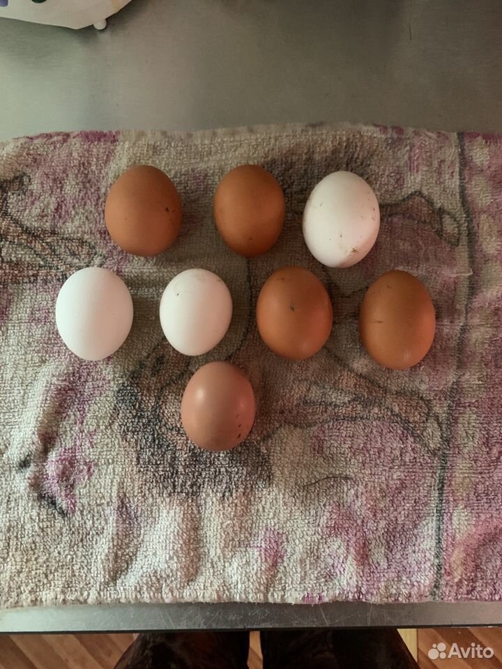 Домашние яйца куринные купить на Зозу.ру - фотография № 1