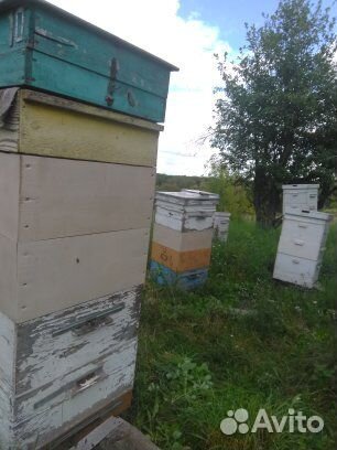 Продам пчел,пчелопакеты,Курск,Курская область купить на Зозу.ру - фотография № 3