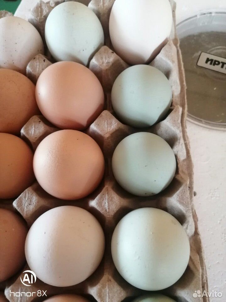 Яйцо на инкубацию купить на Зозу.ру - фотография № 2