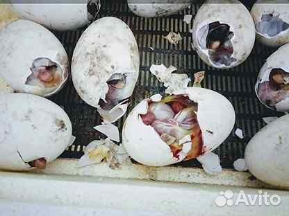 Инкубационные яйца гусей купить на Зозу.ру - фотография № 2