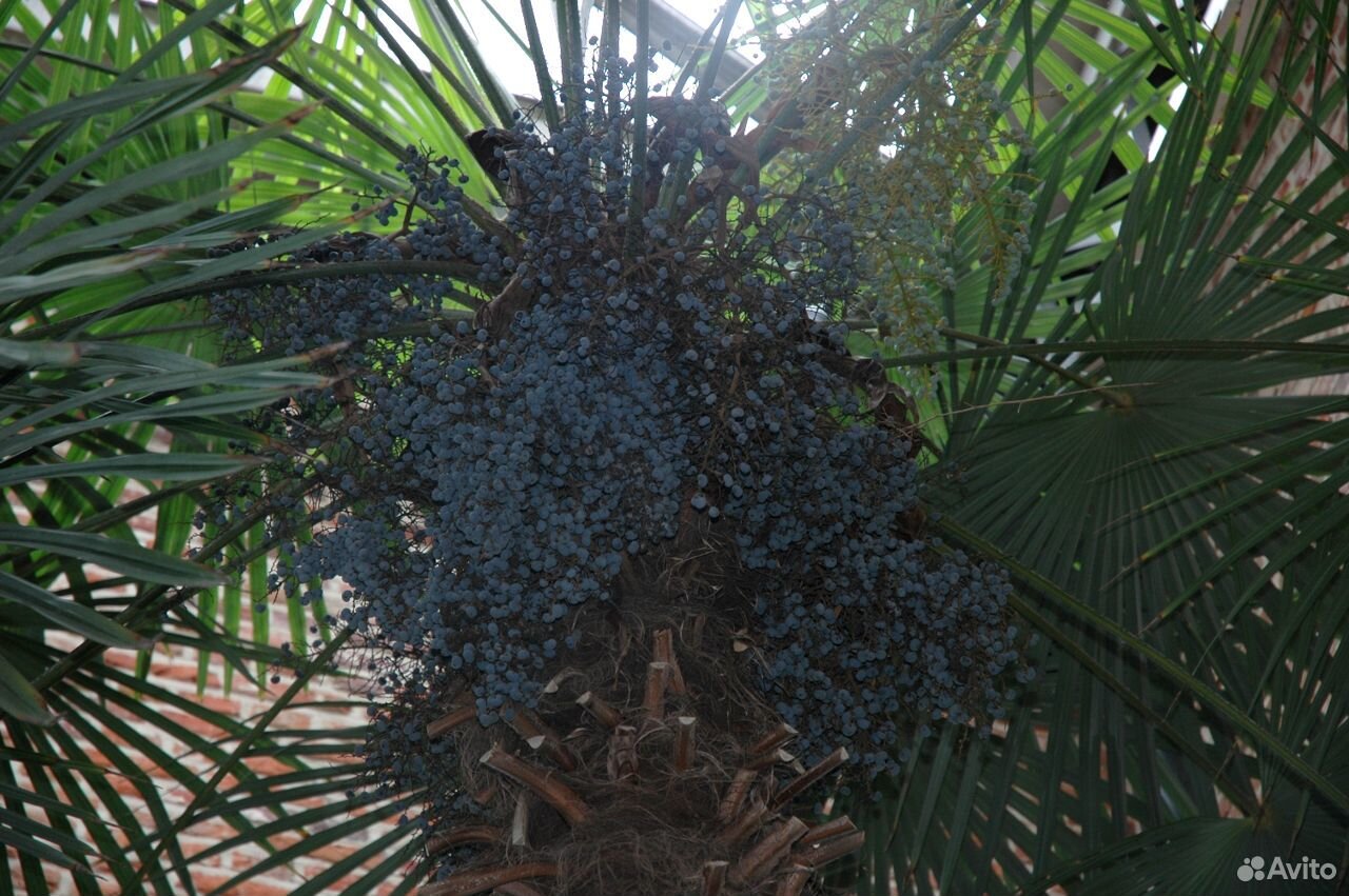Семена пальмы Трахикарпус