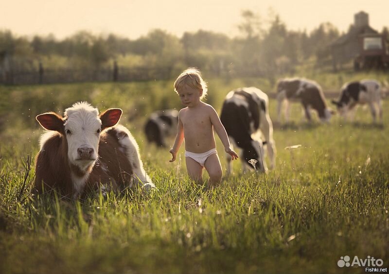 Молоко коровье парное купить на Зозу.ру - фотография № 4