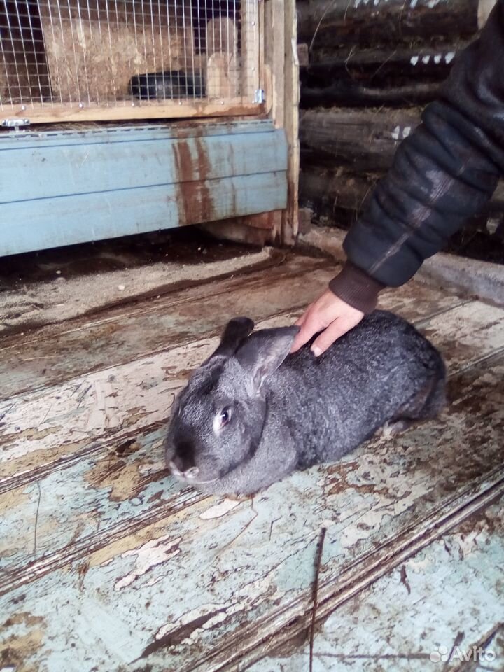 Продам кроликов крупной породы,разных возрастов купить на Зозу.ру - фотография № 2