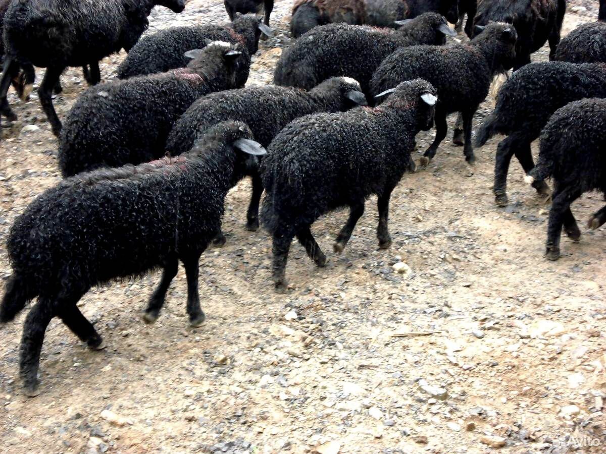 Овцы черного цвета. Курдючный Карачаевский баран. Карачаевская порода Баранов. Андийская порода овец. Черные курдючные породы овец карачаевской породы.