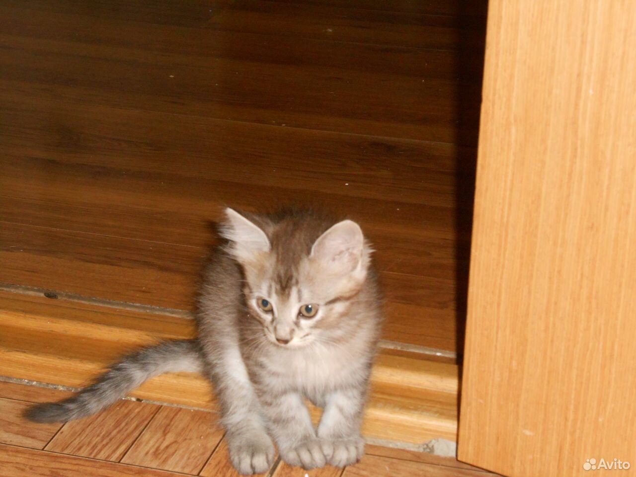 мальтипу мраморный окрас. мерлевый окрас собаки. доска бесплатные объявления животные. доска бесплатные объявления животные. гибрид хаски и лайки.