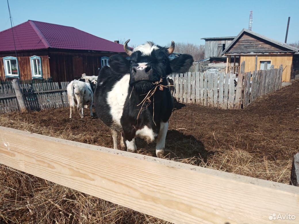 Корова 4 года, 2 отела, молоко дает 11-12 литров д купить на Зозу.ру - фотография № 4