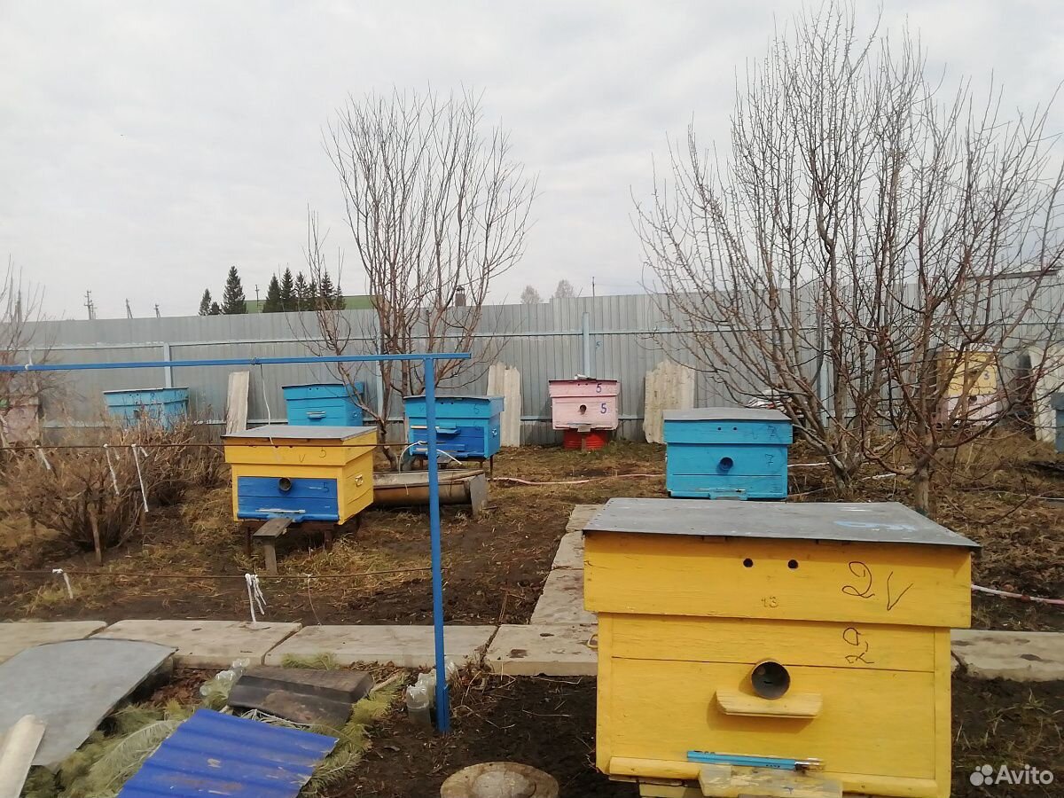 Продаём пчелосемьи купить на Зозу.ру - фотография № 5