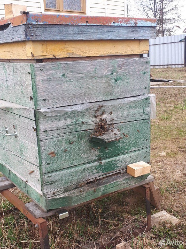 Продаю пчелосемьи "Карпатка" купить на Зозу.ру - фотография № 4
