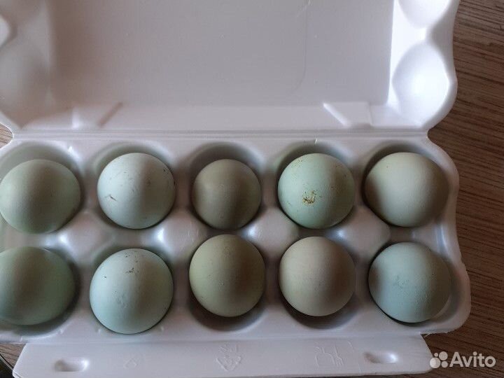 Яйца чернокожих кур купить на Зозу.ру - фотография № 1