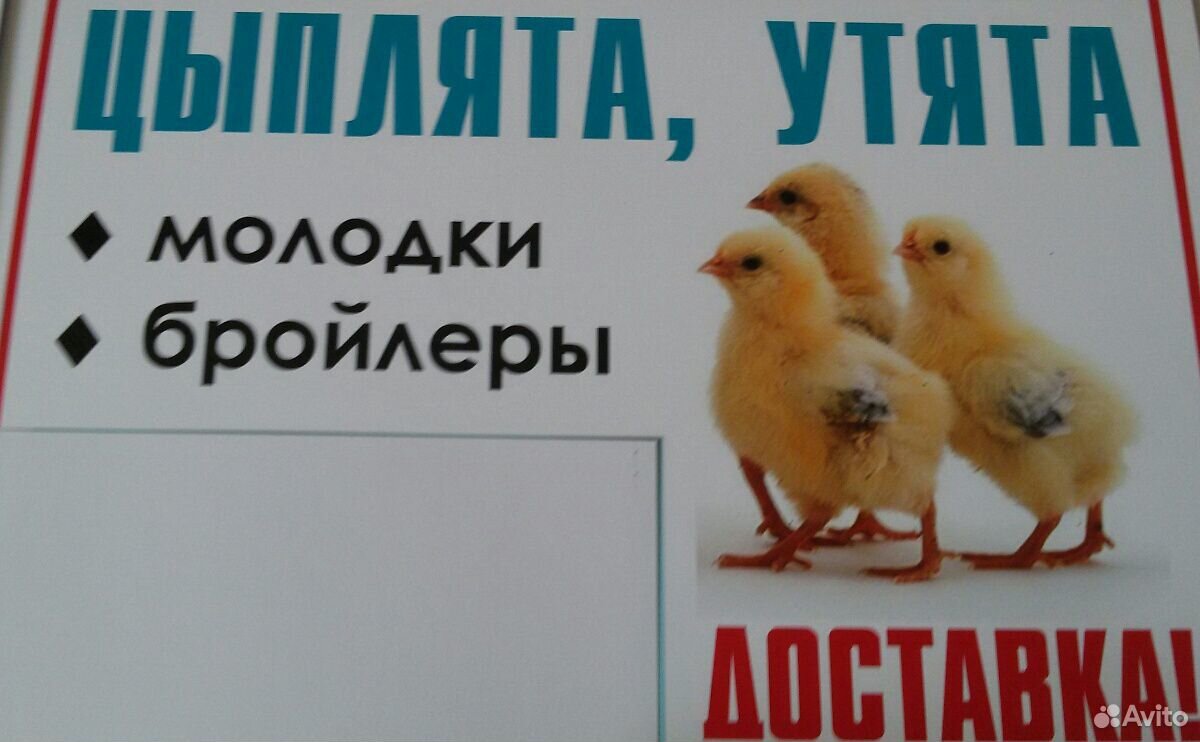 Цыплята, утята купить на Зозу.ру - фотография № 1