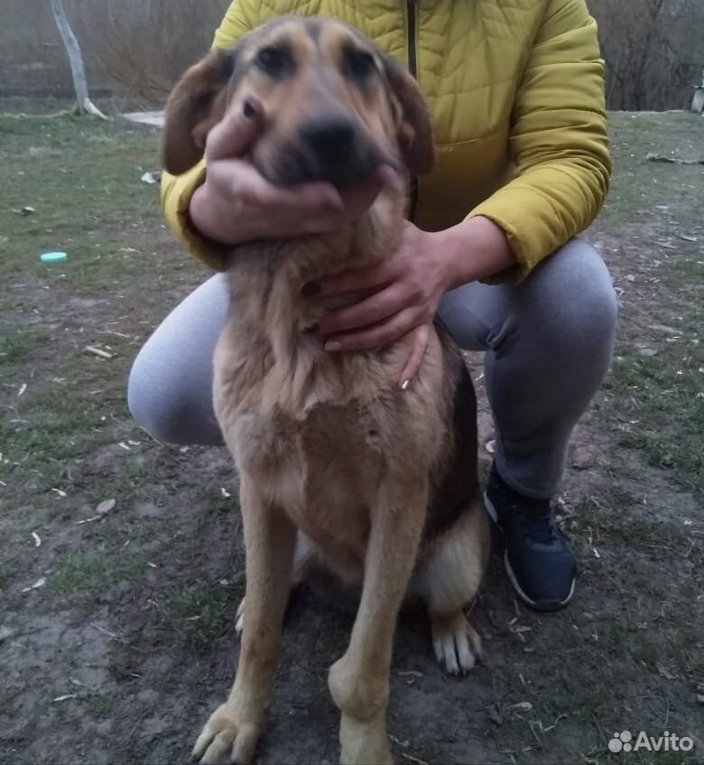 Собака дворняжка купить на Зозу.ру - фотография № 1