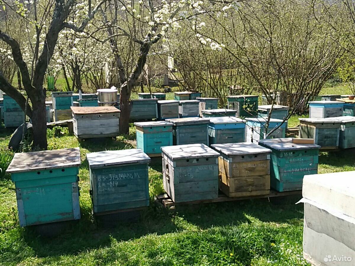 Пчелосемьи или пчелопакеты купить на Зозу.ру - фотография № 1
