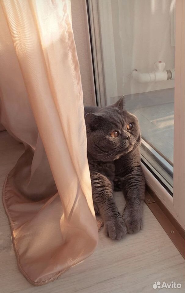 Британский кот вязка купить на Зозу.ру - фотография № 1