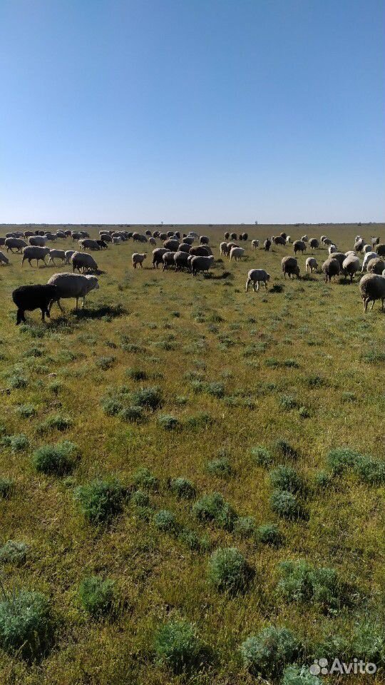 Овцы матки с ягняти купить на Зозу.ру - фотография № 3