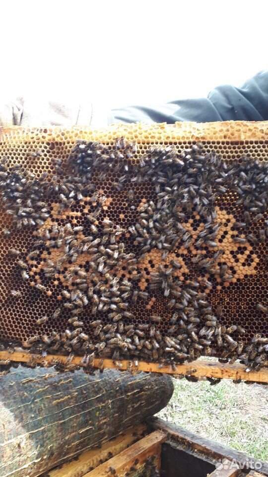 Продам пчёл на высадку купить на Зозу.ру - фотография № 1