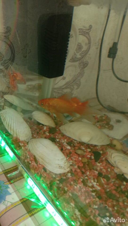 Рыбка золотая аквариумная купить на Зозу.ру - фотография № 6