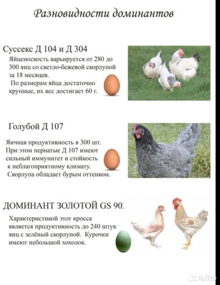 Куры доминант яйца фото и описание