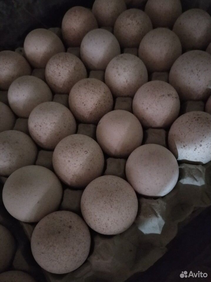 Инкубационные яйцо индейки купить на Зозу.ру - фотография № 1
