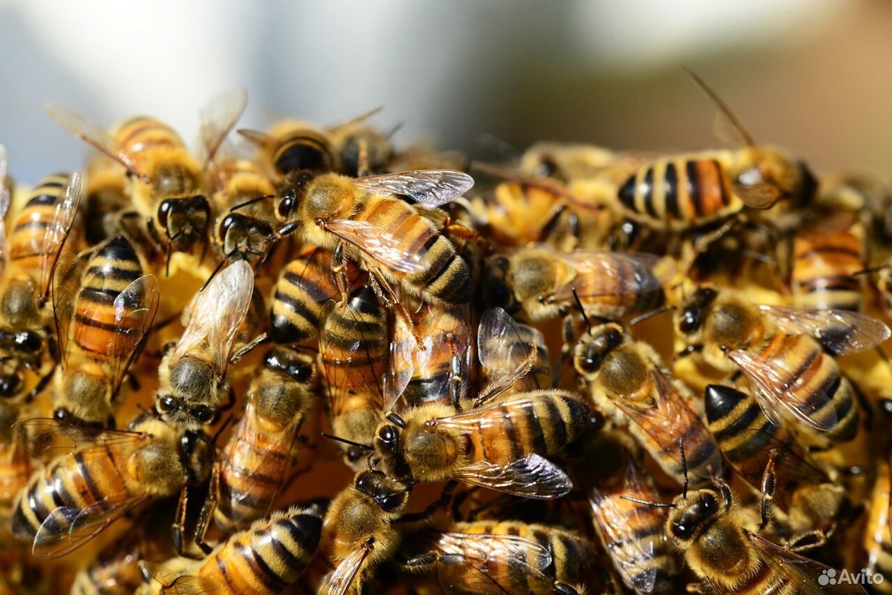 Продам пчел,пчелосемьи купить на Зозу.ру - фотография № 1