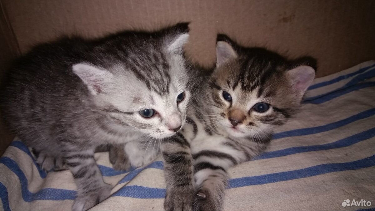 2 котёнка - месячные купить на Зозу.ру - фотография № 5