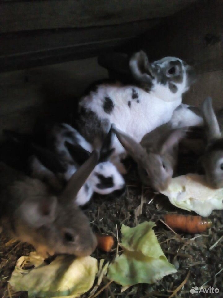 Кролики 2,5 месяца купить на Зозу.ру - фотография № 6