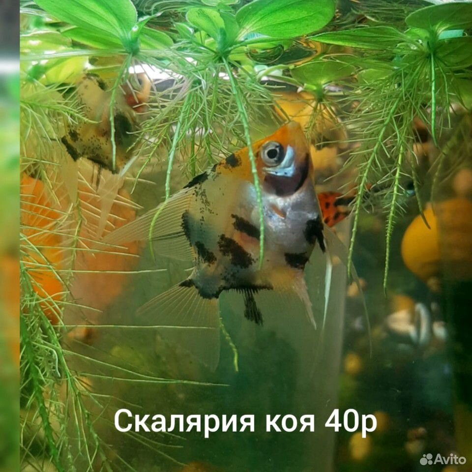 Аквариумные рыбки купить на Зозу.ру - фотография № 1