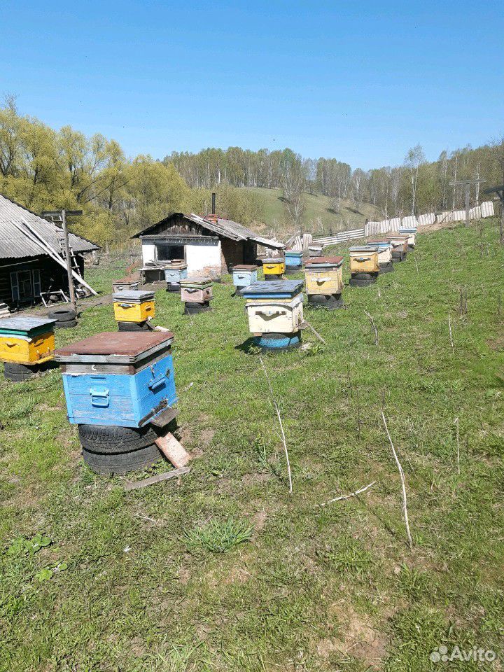 Пчелы купить на Зозу.ру - фотография № 3