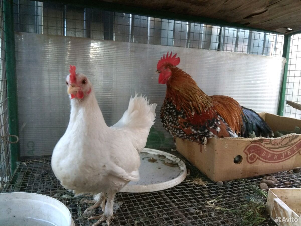 Яйцо, цыплята, индоутки купить на Зозу.ру - фотография № 2