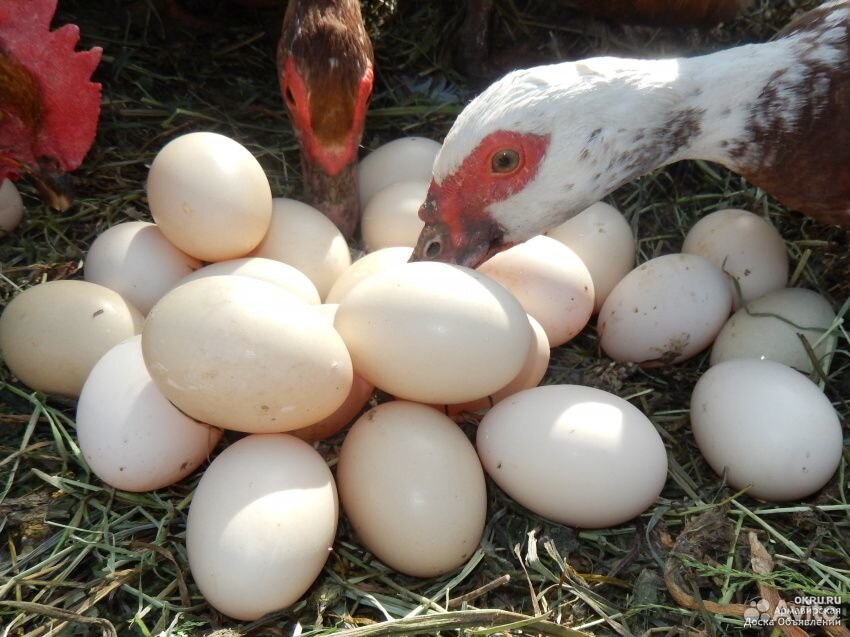 Яйца индоутки инкубационное купить на Зозу.ру - фотография № 1
