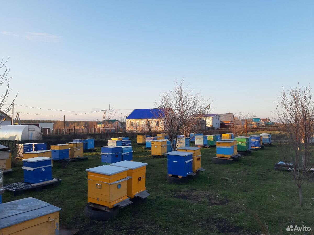 Пчелы, пчелопакеты, среднерусские купить на Зозу.ру - фотография № 1