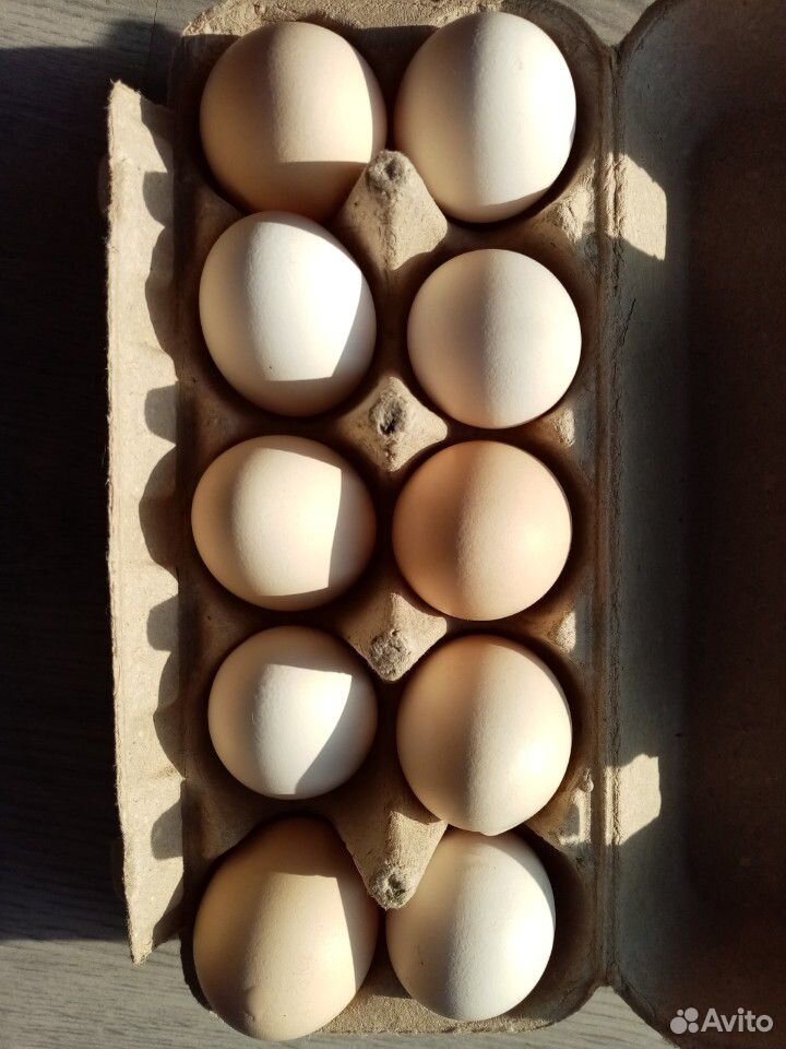 Яйцо инкубационное, цыплята купить на Зозу.ру - фотография № 1